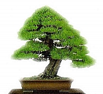 Ilustran foto [bonsai.jpg]